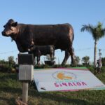 “Manita de puerco” al gobernador