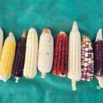 MINUTA SOBRE LOS MAÍCES NATIVOS