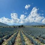 Si el agave fuera rábano