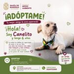 Canelito espera una segunda oportunidad: adopta y cambia una vida