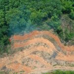 ¿Y dónde está el verde?